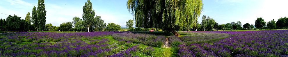 Tihany egyik nevezetessége, a levendulaültetvény Tihany egyik nevezetessége, a levendulaültetvény